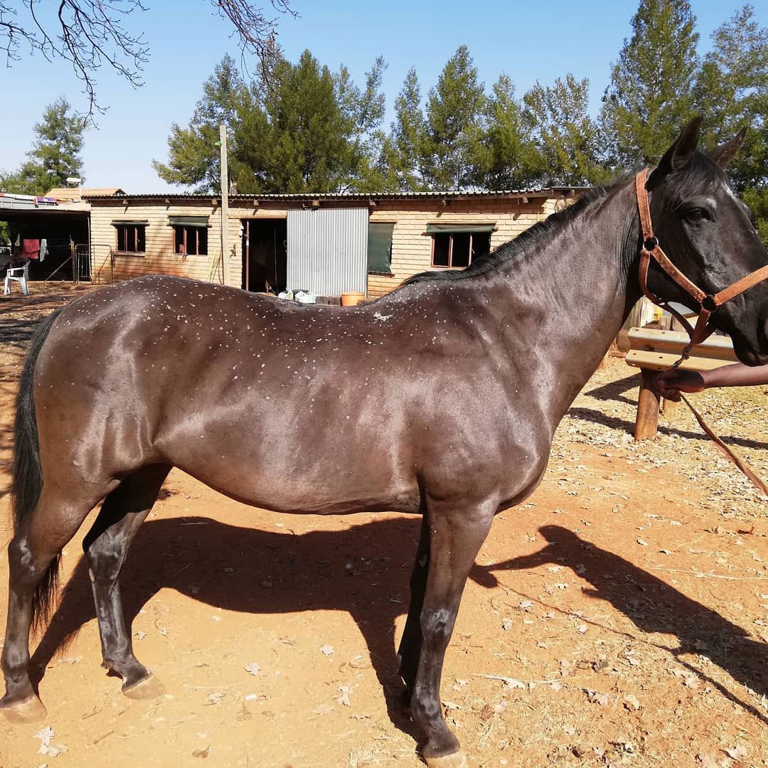 Clipped dark bay horse