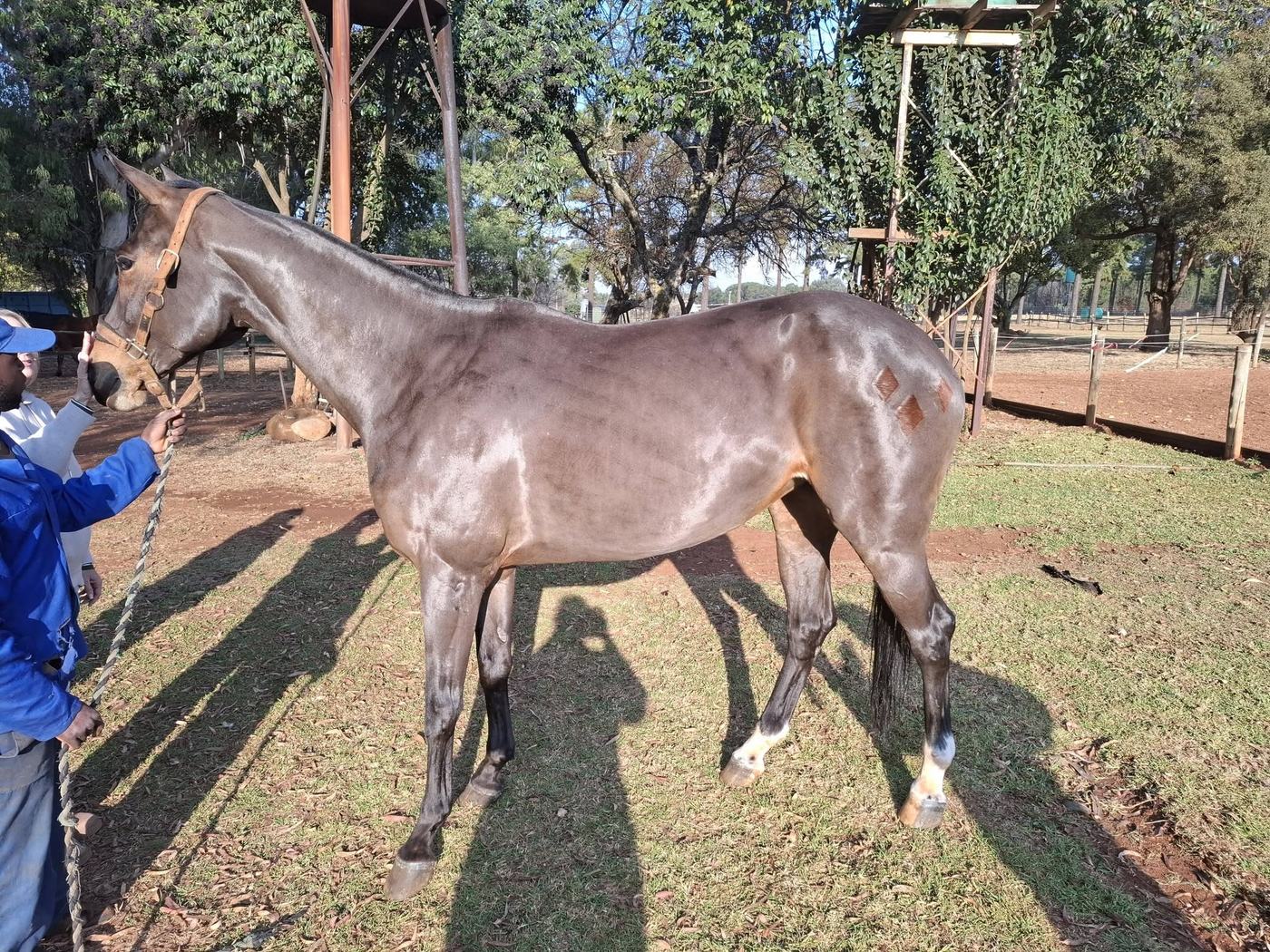 Freshly clipped horse with freehand diamond designs on its hindquarters