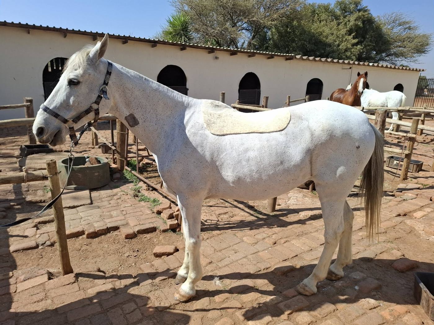 Grey horse with a hunter clip and saddle patch