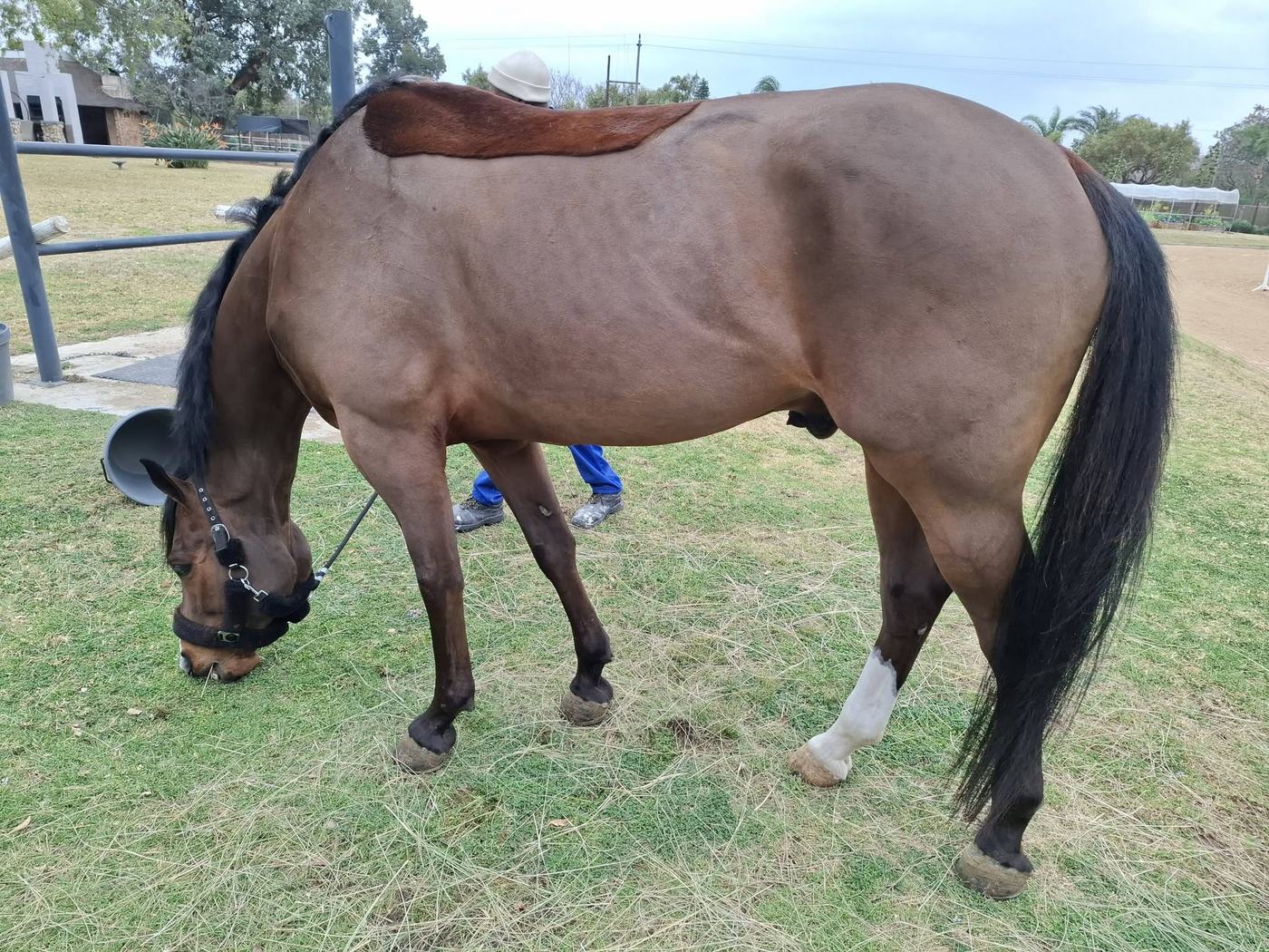 Bay horse grazing after its first clip, with a saddle patch left on