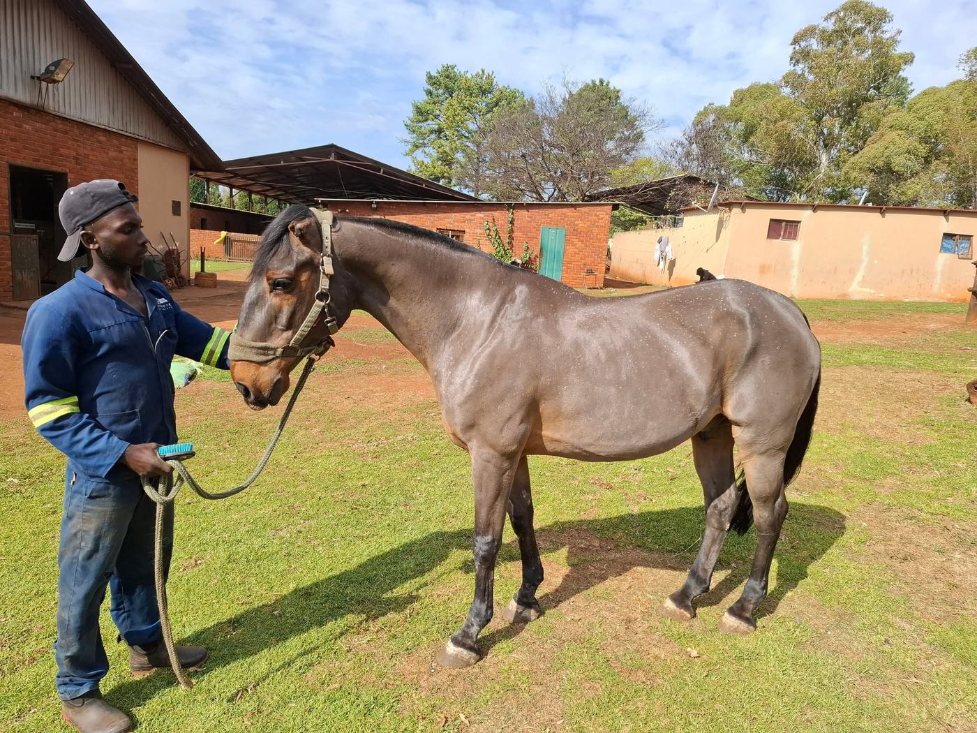 Freshly clipped horse standing on the grass, shiny and sleek