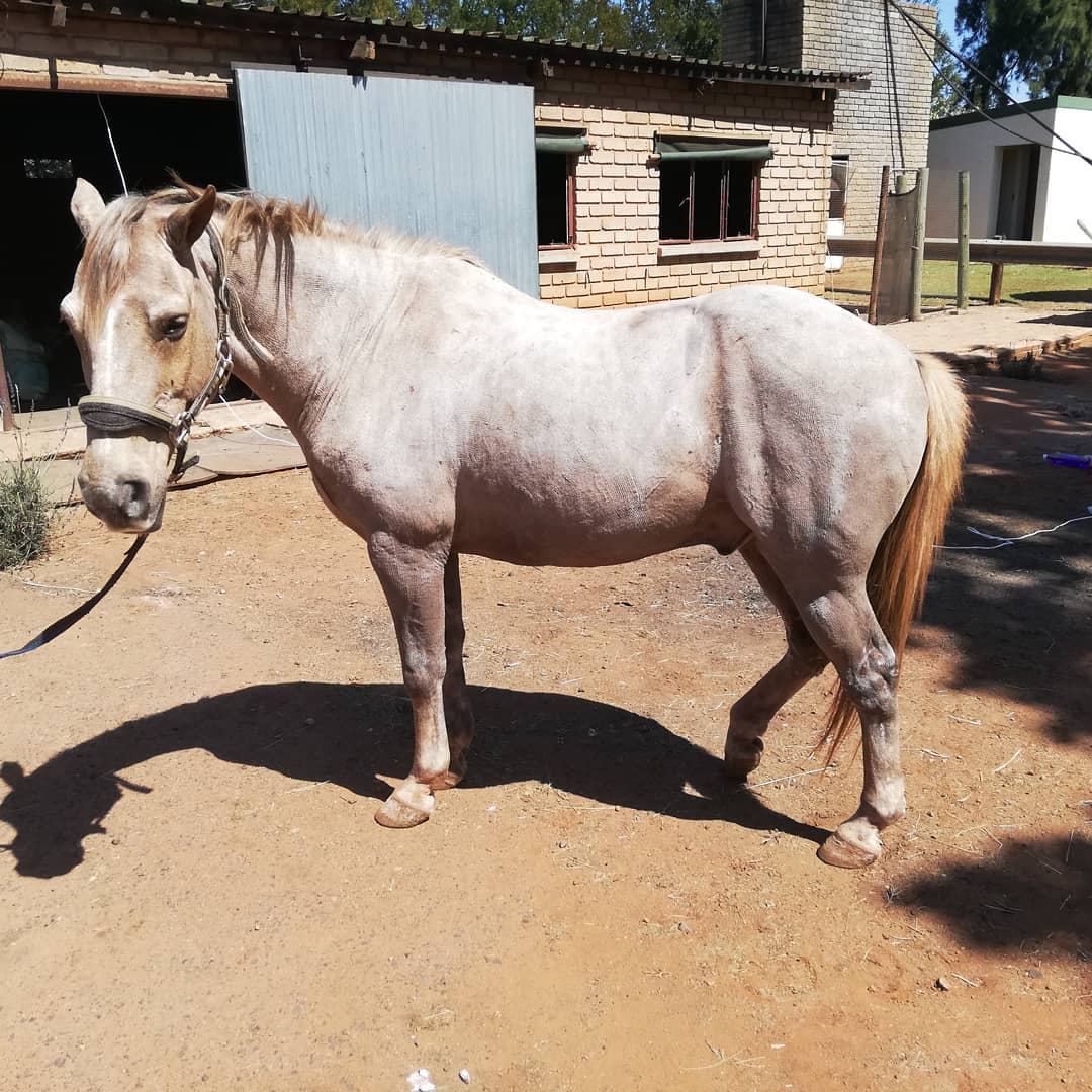 Clipped grey pony