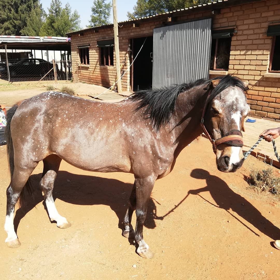 Clipped roan pony