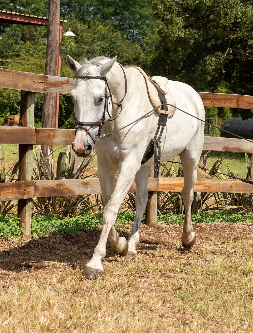 Grey horse working in a lunging aid