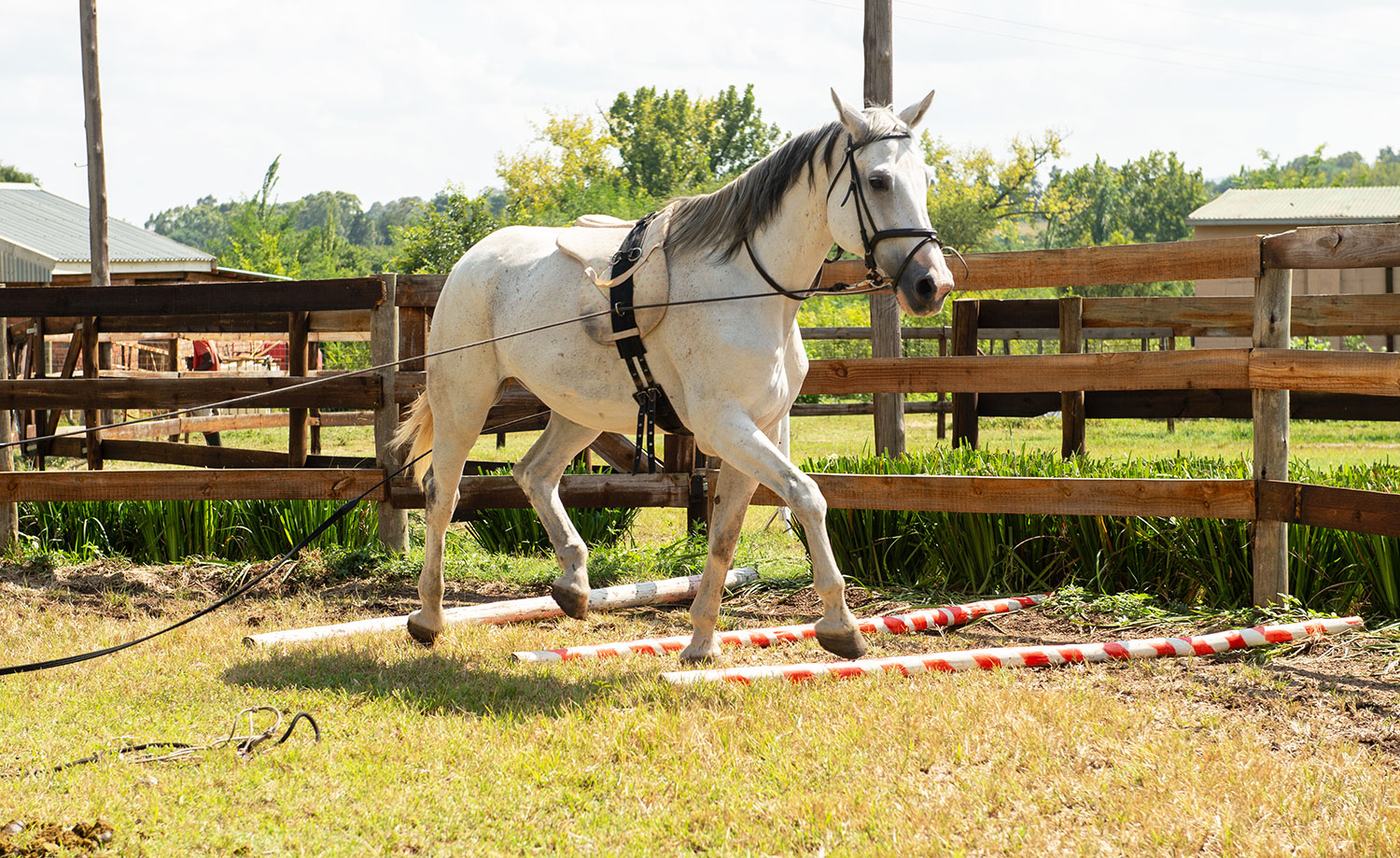 Grey horse being lunged over ground poles