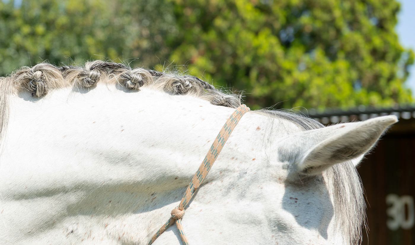 Button plaits on a grey mane